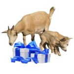 Koza pro chov a mléko