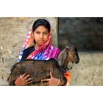 Koza pro chov a mléko